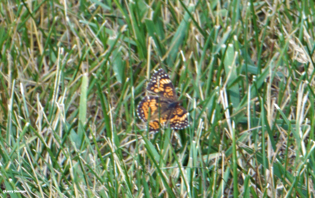 Butterfly in the grass by larrysphotos