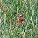 Butterfly in the grass by larrysphotos