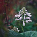 Hosta Flower  by gardencat
