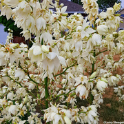25th Jun 2021 - White  flowers on Yucca