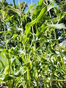 25th Jun 2021 - There will be corn !!
