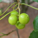 Grapes in Backyard by sfeldphotos