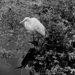 Egret by sugarmuser