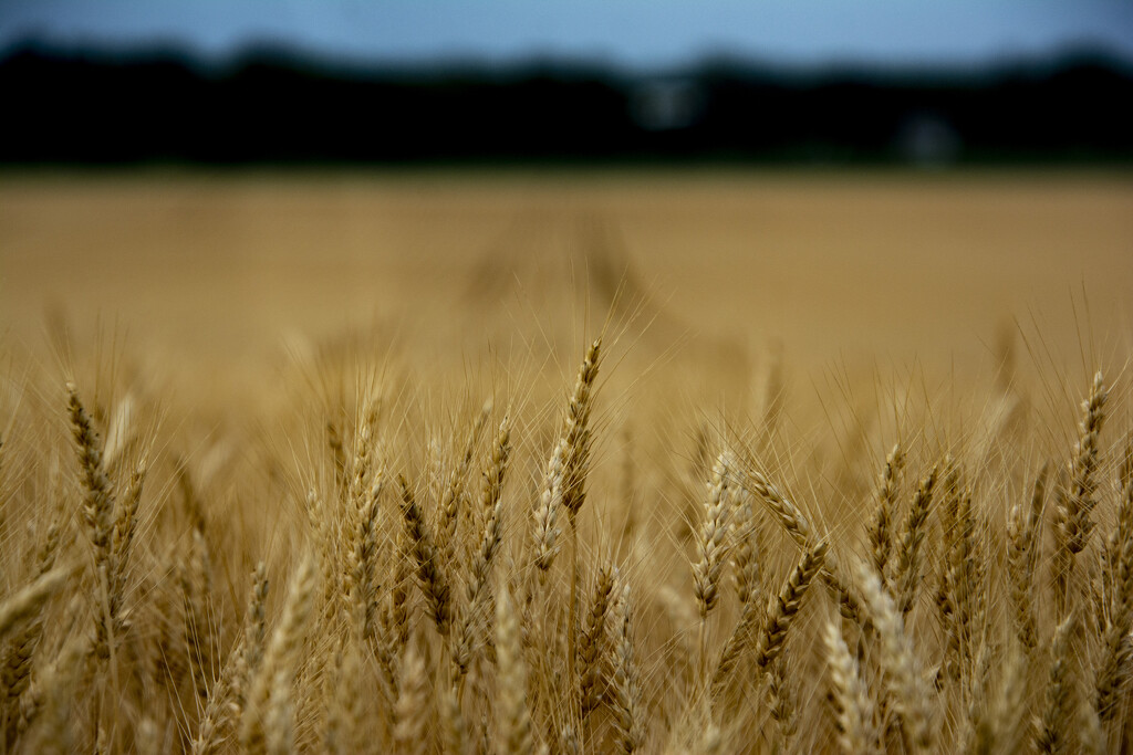Field of Wheat by cwbill