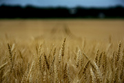 25th Jun 2021 - Field of Wheat