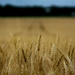 Field of Wheat by cwbill