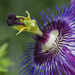 Blue Passion Flower by pdulis