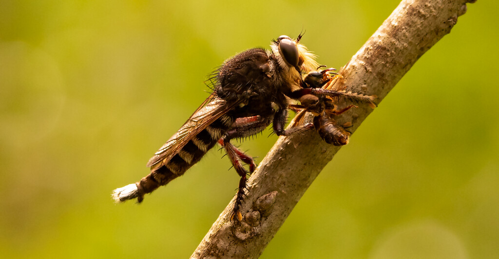 Robber Fly With It's Prey! by rickster549