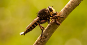 25th Jun 2021 - Robber Fly With It's Prey!
