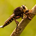 Robber Fly With It's Prey! by rickster549