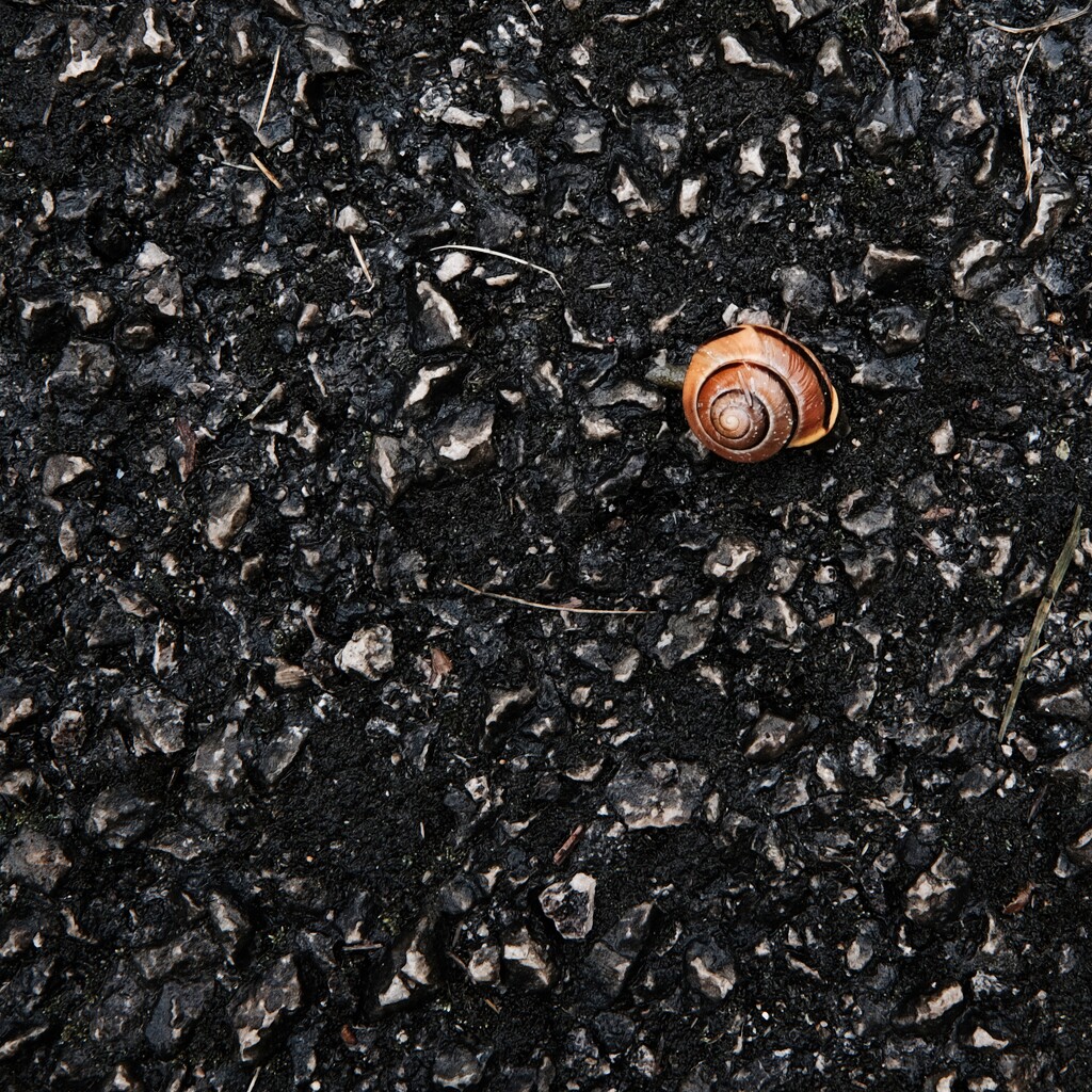 Snail by allsop