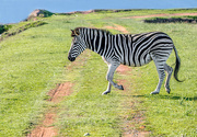 26th Jun 2021 - Zebra crossing