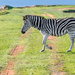 Zebra crossing by ludwigsdiana