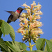 Ruby-Throated Hummingbird  by jyokota