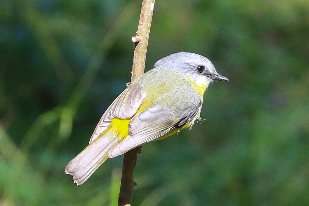 Yellow robin by flyrobin