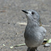 Grey shrike-thrush by flyrobin