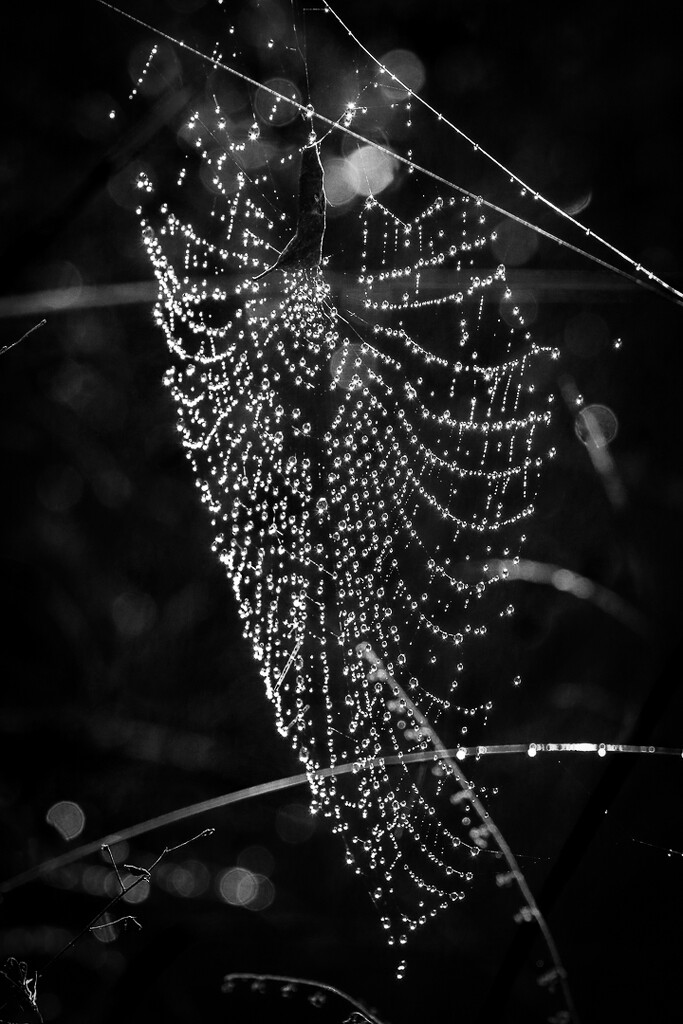Glistening spider web by flyrobin