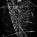 Glistening spider web by flyrobin
