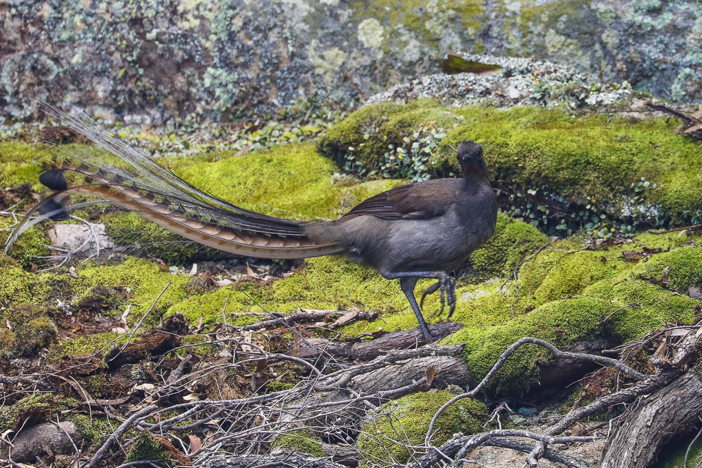 Superb lyrebird by flyrobin