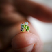26th Jun 2021 - Tiniest forget-me-not