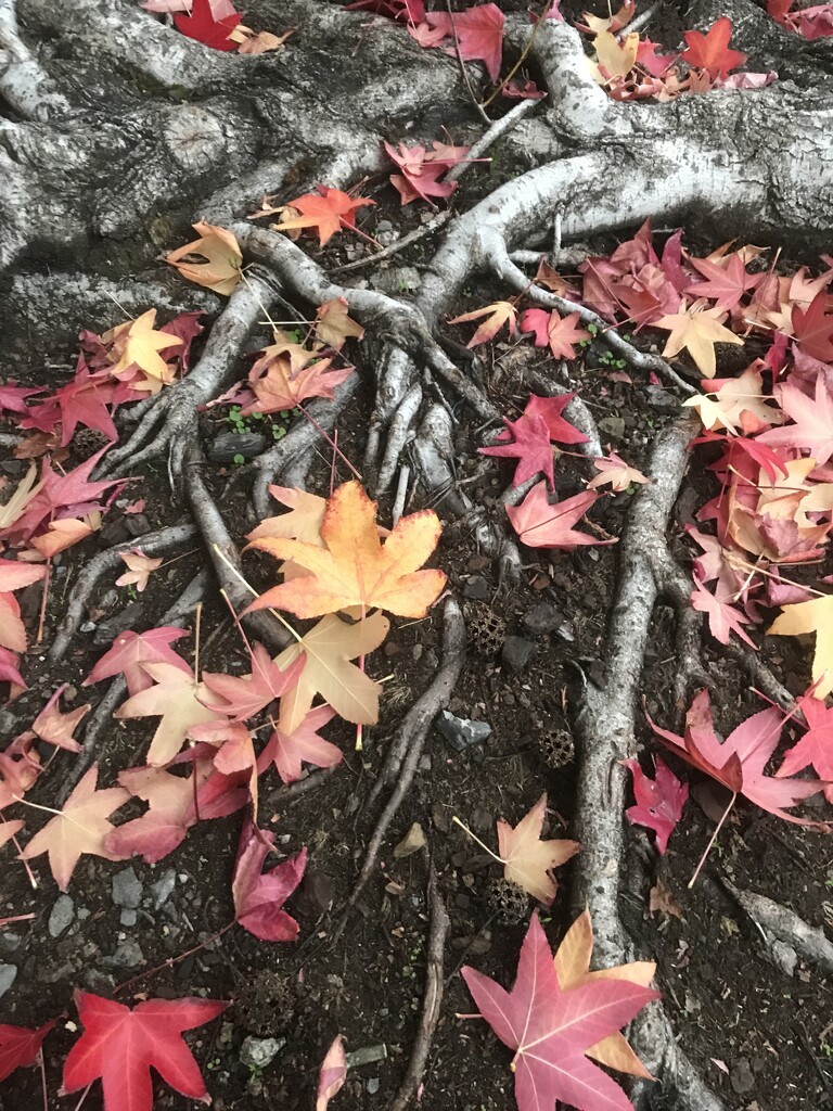 The beauty of Autumn by creative_shots