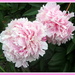 Two pink peonies by grace55