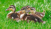 26th Jun 2021 - Ducklings!
