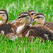 Ducklings! by photographycrazy