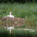Swan by helstor365