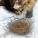 You Try Making a Nest by gardenfolk