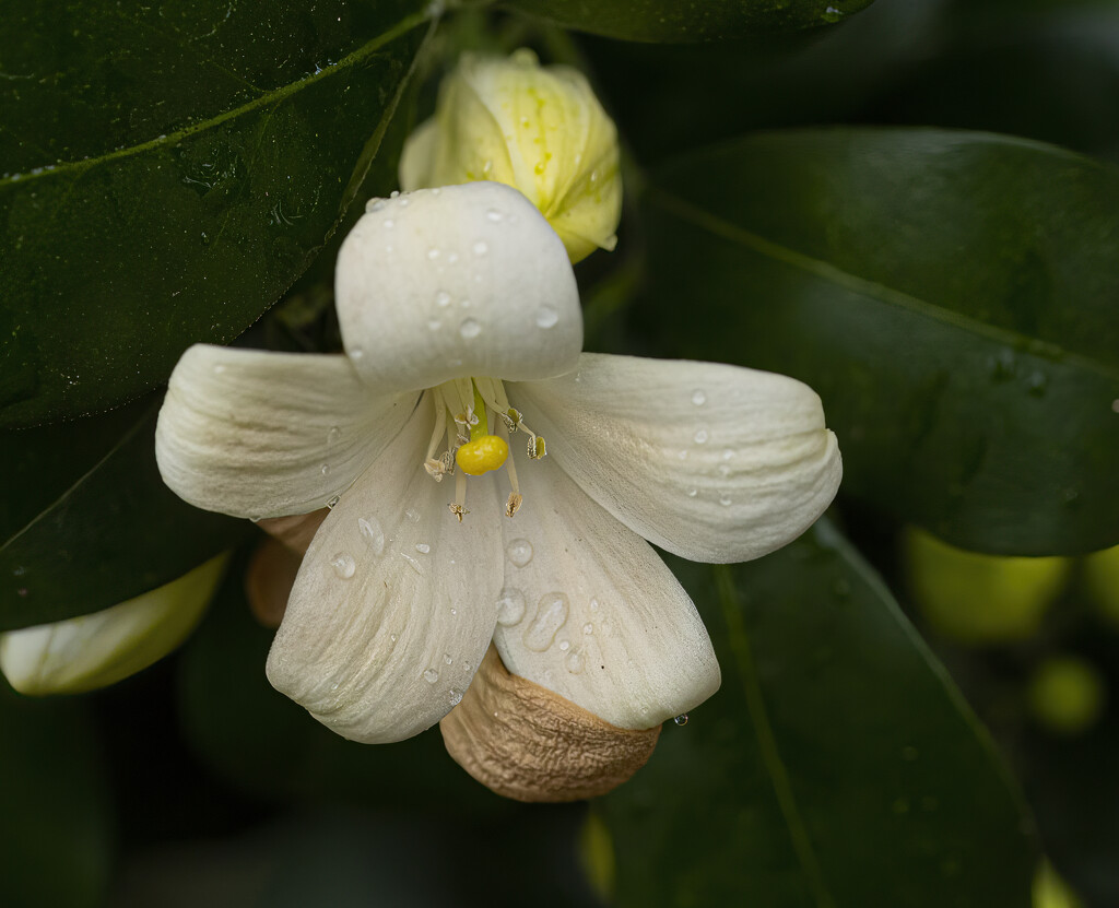Delicate Jasmine Flower by koalagardens