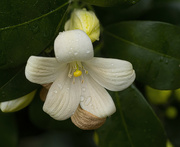 24th Jun 2021 - Delicate Jasmine Flower