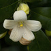 Delicate Jasmine Flower by koalagardens