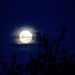 Silvery moon rising through the trees by kiwinanna