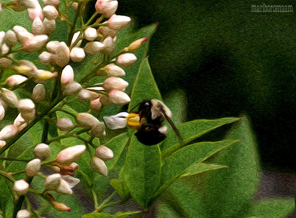 Painted bumble on the nandina buds... by marlboromaam