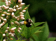 27th Jun 2021 - Painted bumble on the nandina buds...