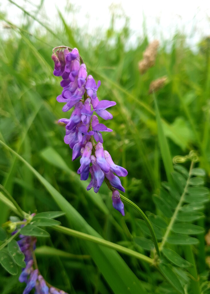 Tufted Vetch by julienne1