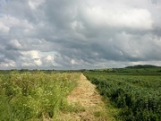 24th Jun 2021 - Clouds, Beans and meadow grass