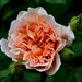 Tea Clipper Rose by arkensiel