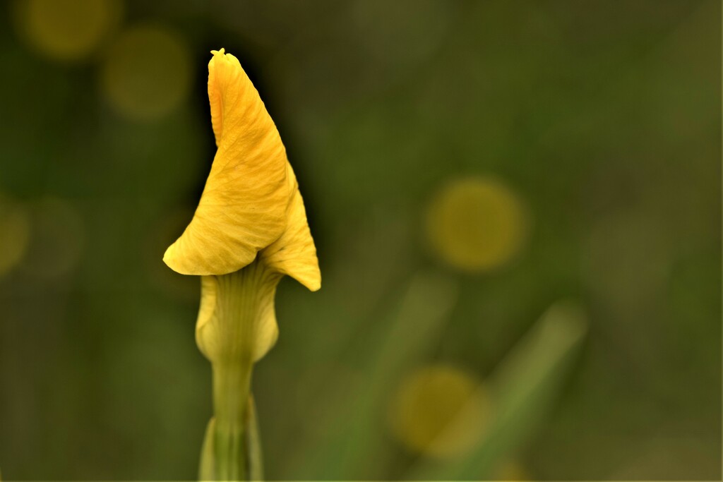 unopened iris  by christophercox