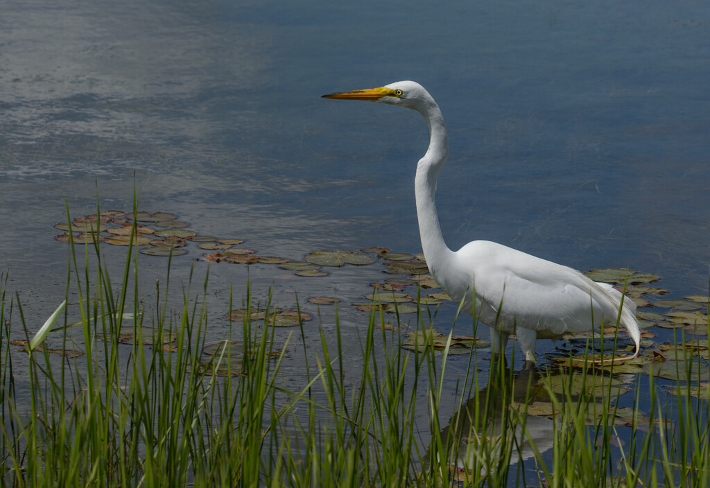 White Egret by sprphotos
