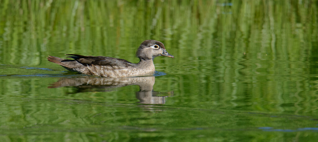 Wood Duck by sprphotos