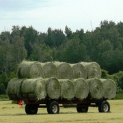 26th Jun 2021 - Hey Hey -  These are hay bales
