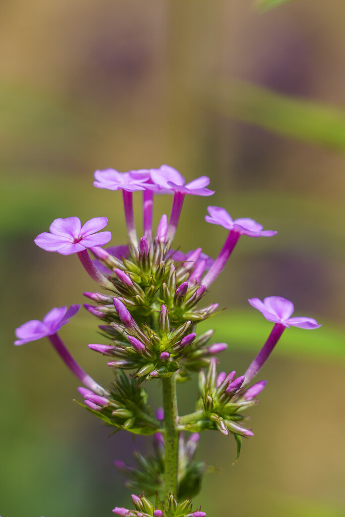 Tiny Flowers on a Giant Phlox by k9photo