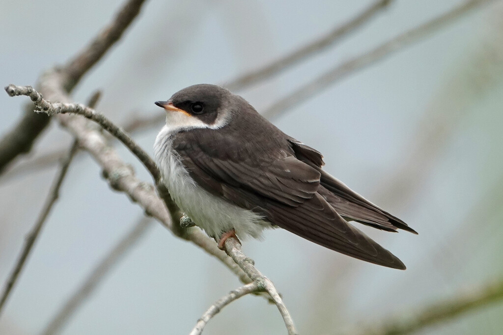 Tree Swallow Fledgling by annepann