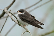 25th Jun 2021 - Tree Swallow Fledgling