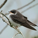 Tree Swallow Fledgling by annepann
