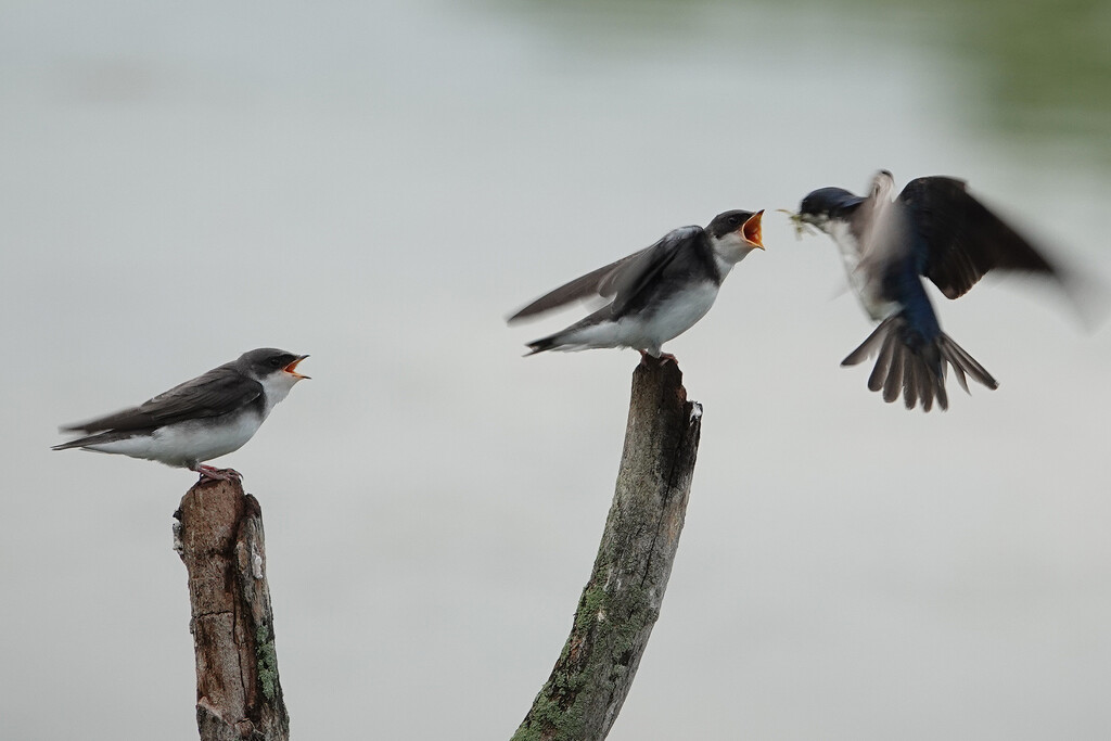 Tree Swallow feeding time by annepann