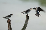 26th Jun 2021 - Tree Swallow feeding time