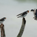 Tree Swallow feeding time by annepann